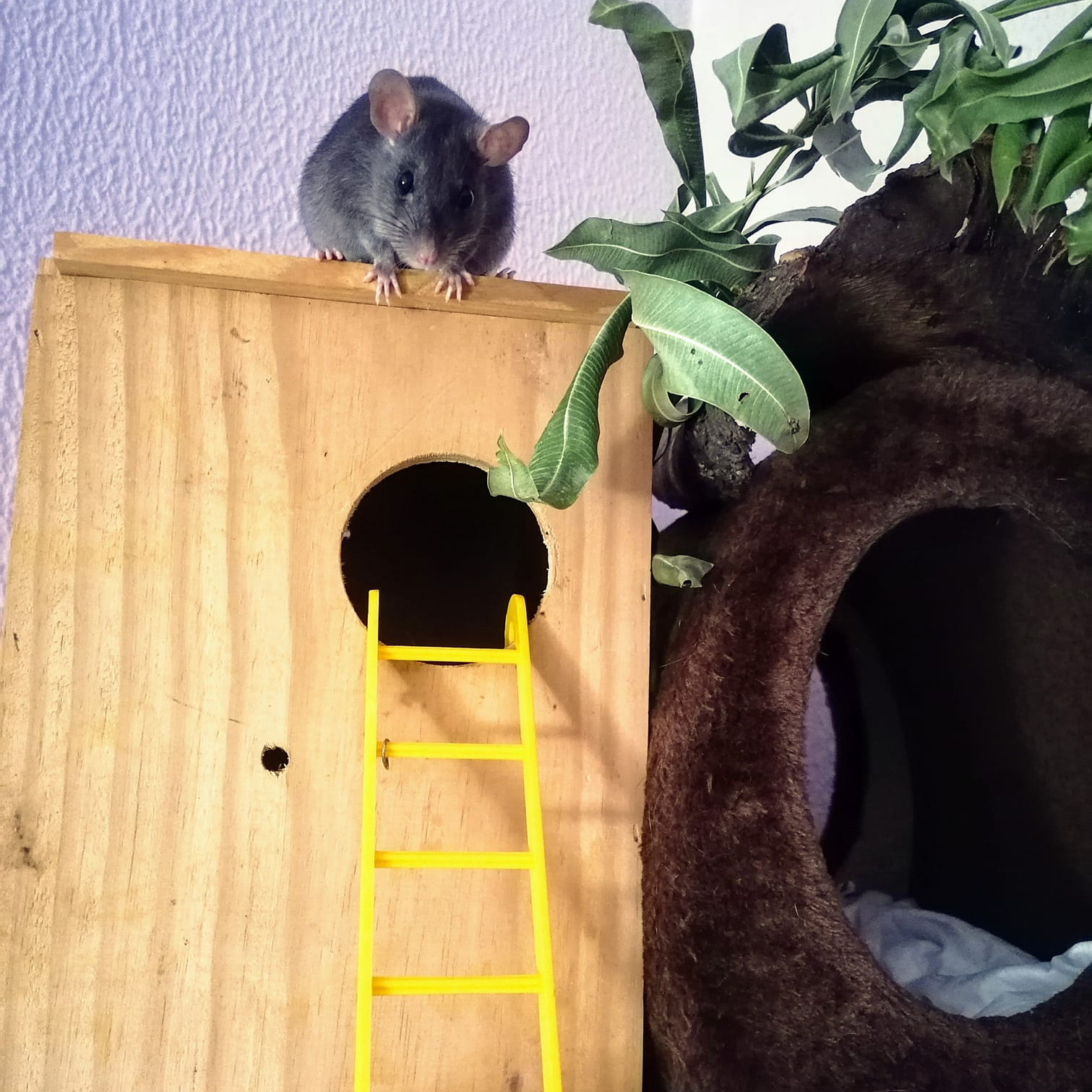 Pet Sitting
